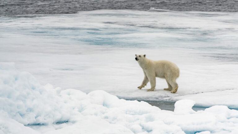 Italia in prima linea all'Arctic Circle 2024: cooperazione e sviluppo sostenibile